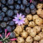 Peruvian Potatoes