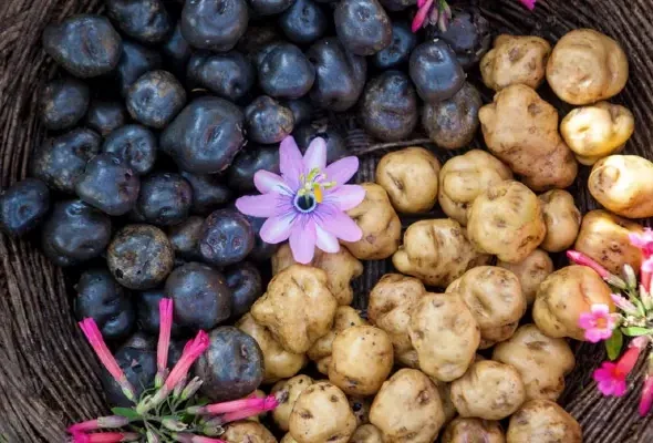Peruvian Potatoes