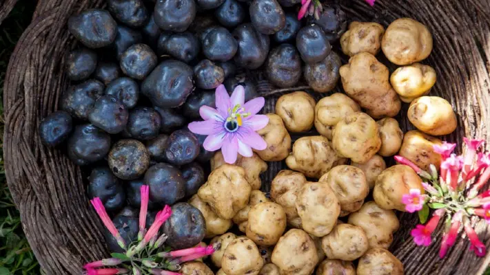 Peruvian Potatoes